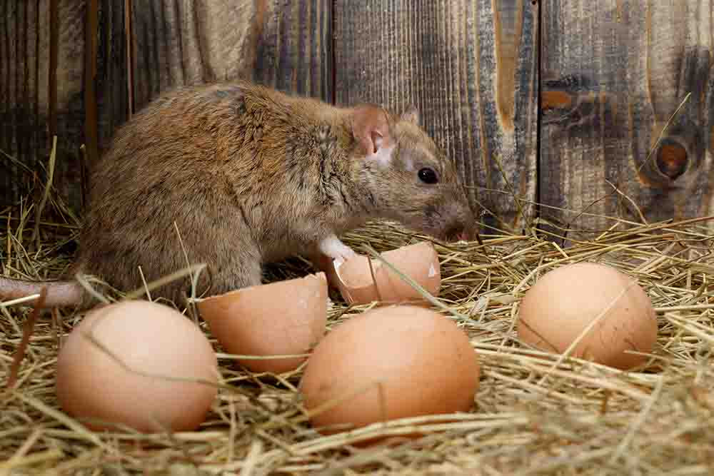 Do chicken coops attract rats?