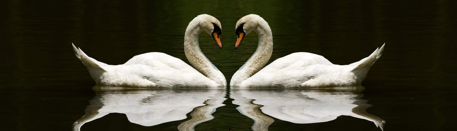 Swans and Wild Waterfowl