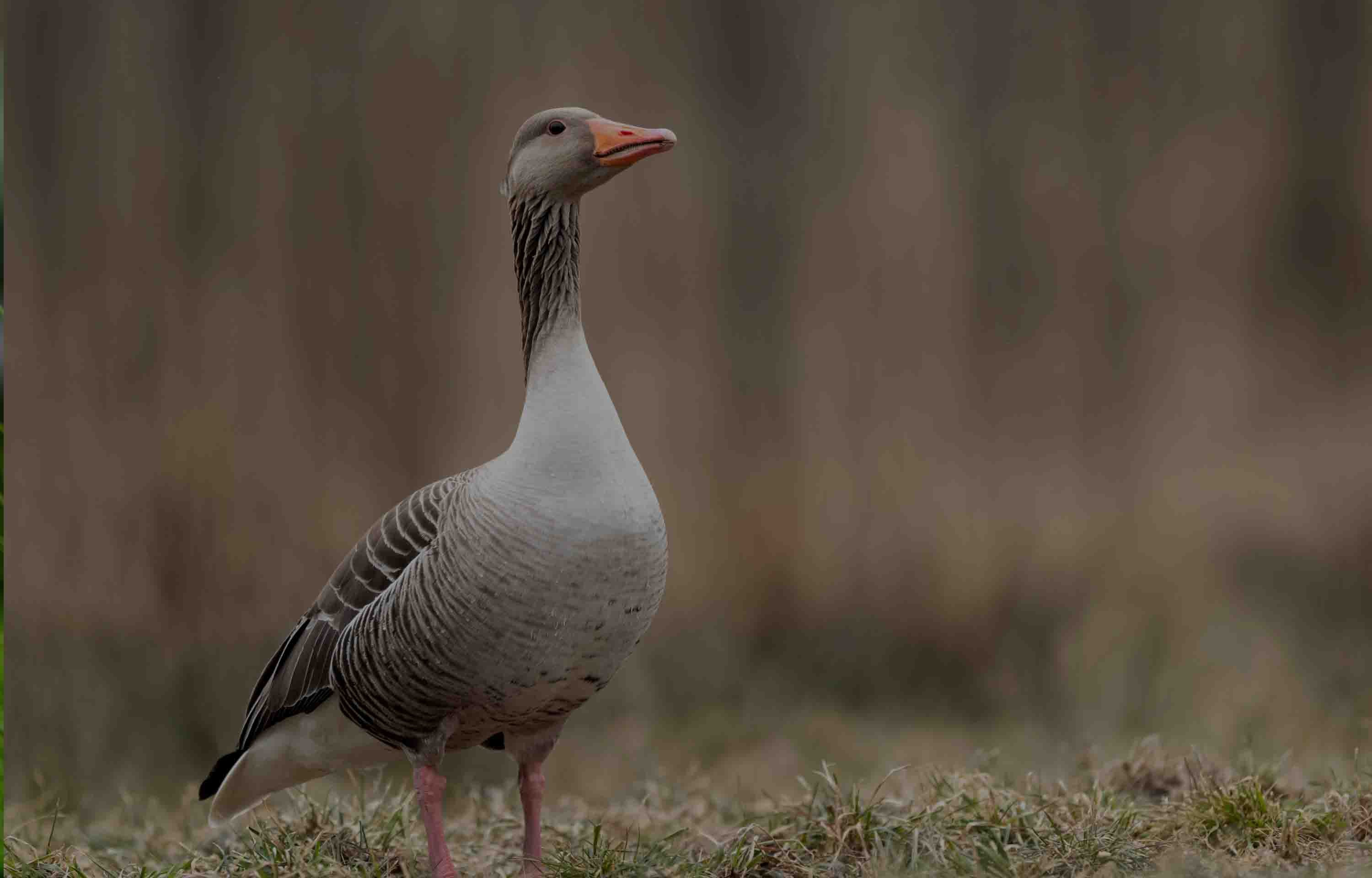 Goose