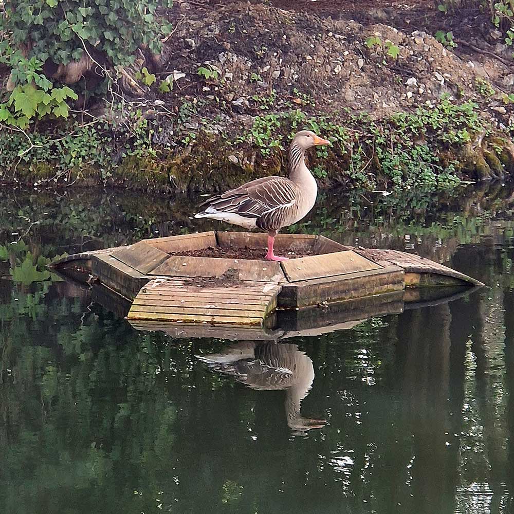 goose using ponton