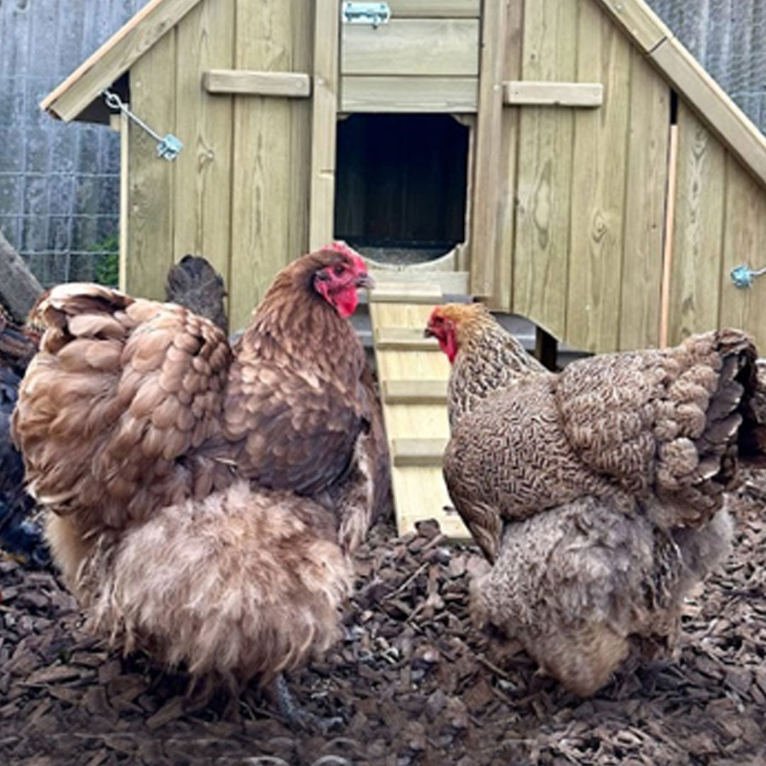 ADD ON - Large Fowl Modifications