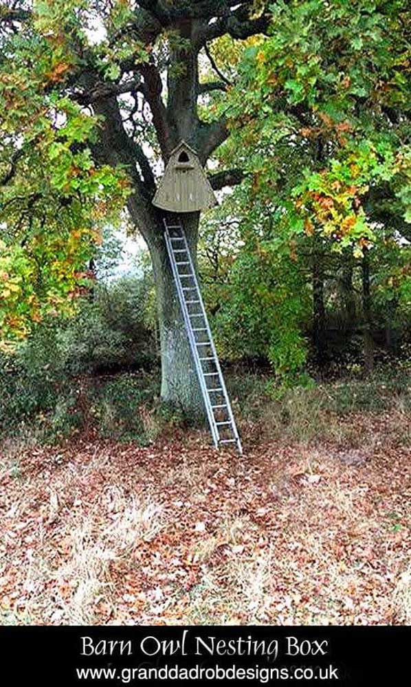 Barn Owl Box