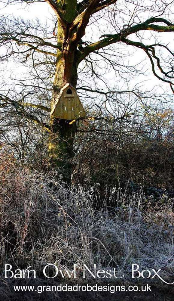 Barn Owl Box