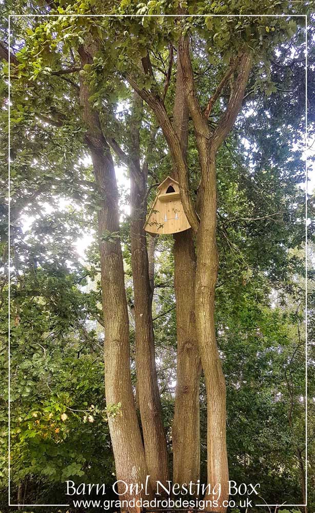 Barn Owl Box