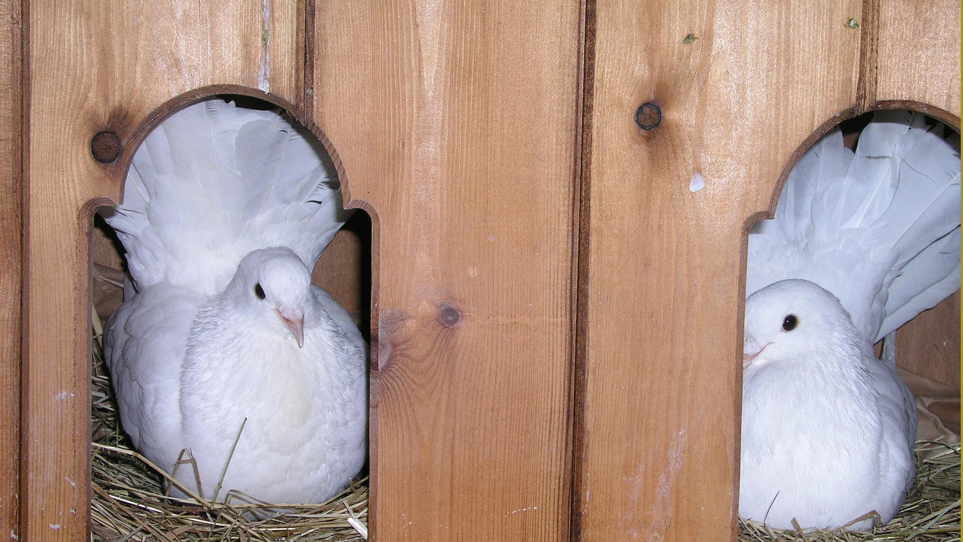 Dove Nests and Dove Housing 